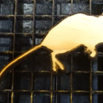 custom-silhouette-xx3-150x150 Mouse Sleeping Shape (0008)